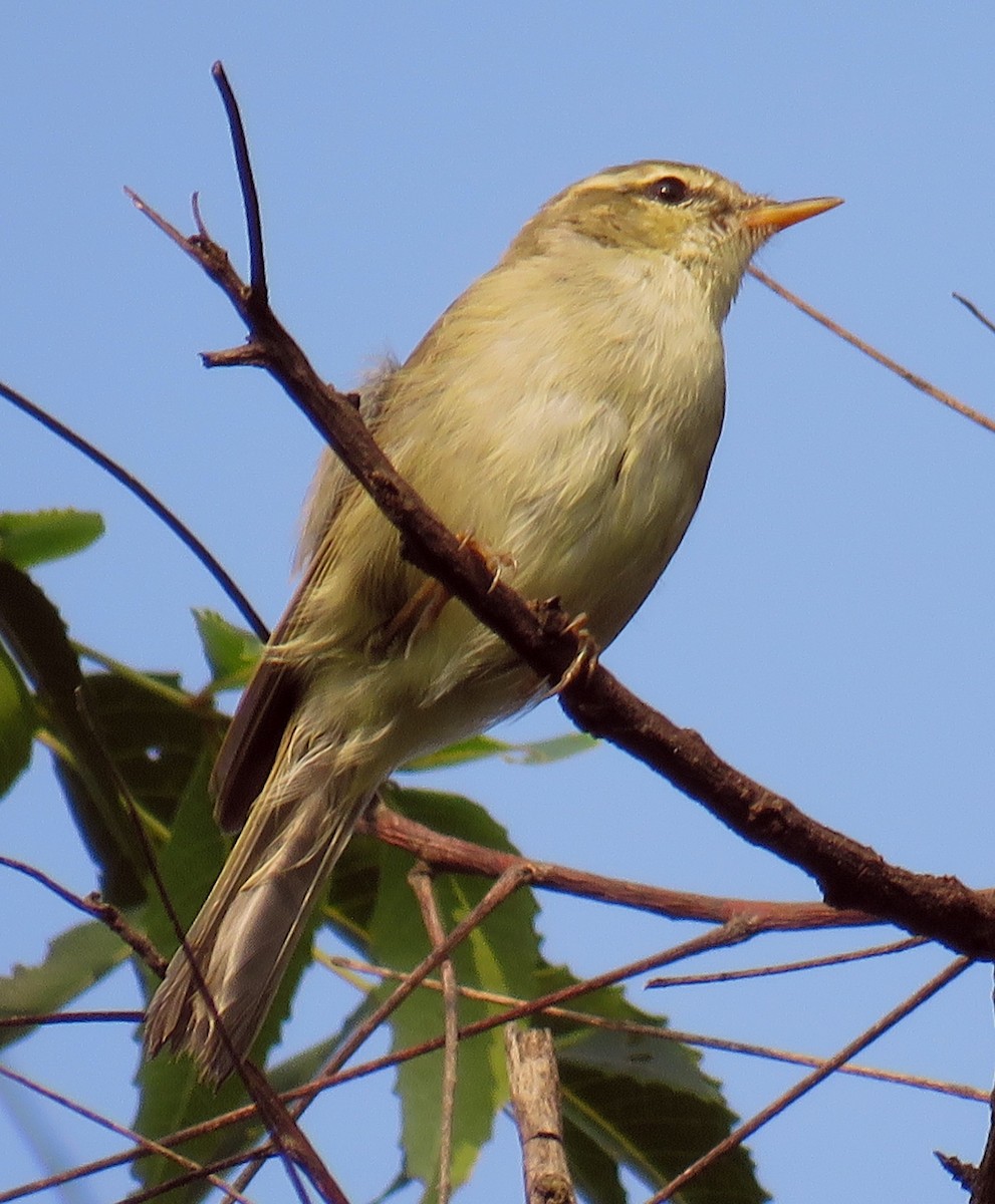 Greenish Warbler - Santharam V