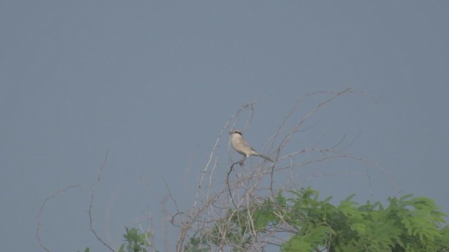 Great Gray Shrike (Steppe) - ML381588551