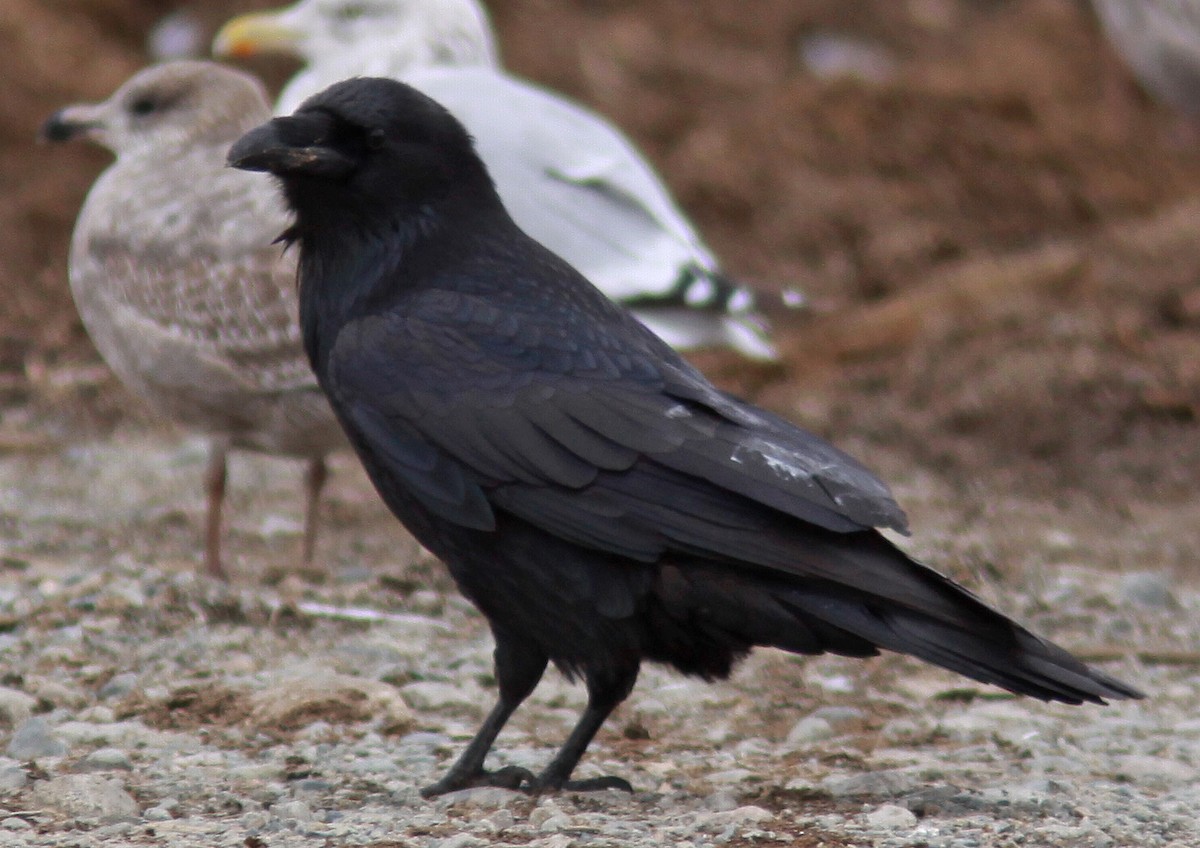 Common Raven - ML38159561