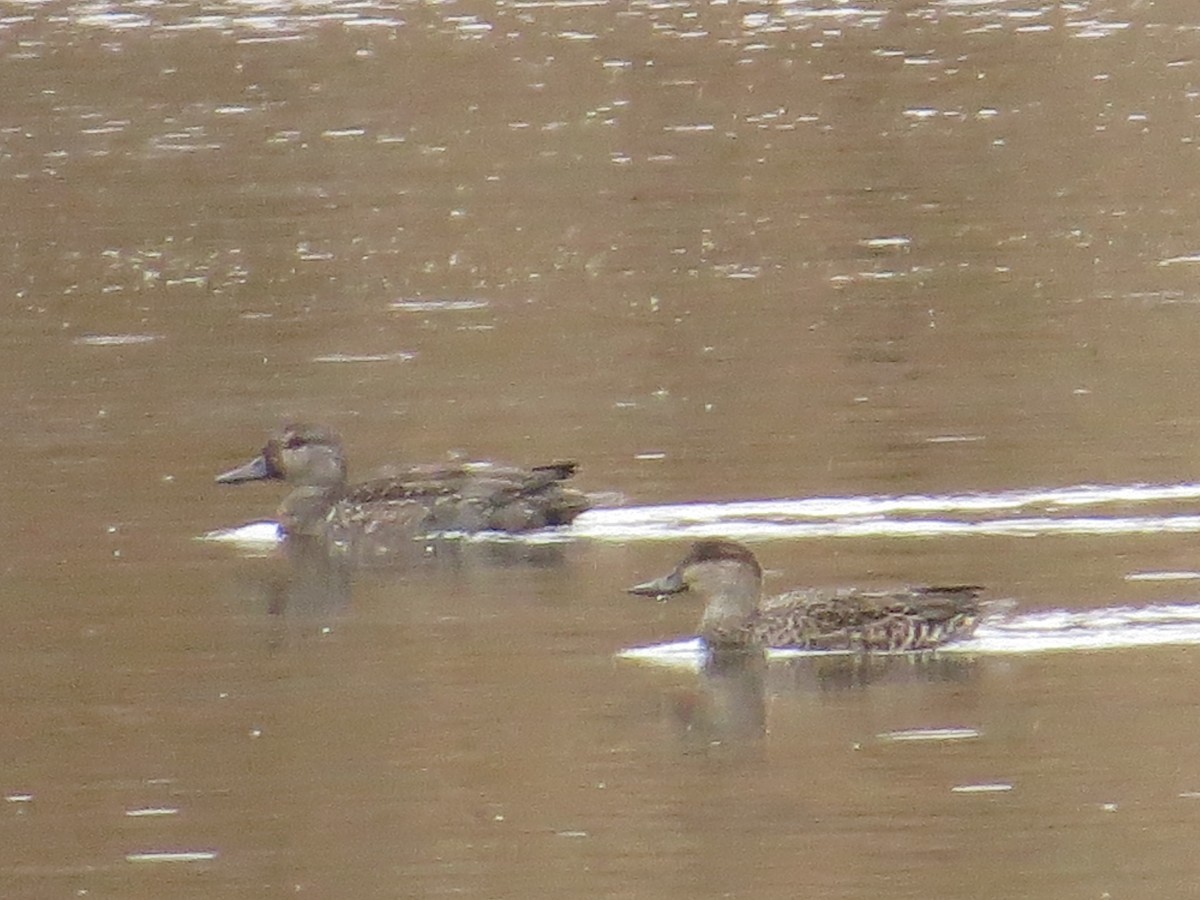 Green-winged Teal - ML38159761