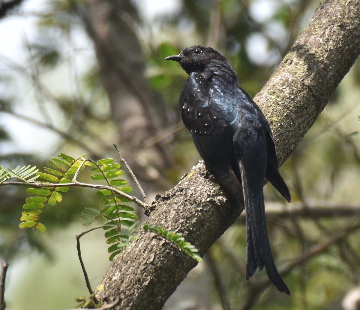 Fork-tailed Drongo-Cuckoo - Dr Mohammed Umer  Sharieff