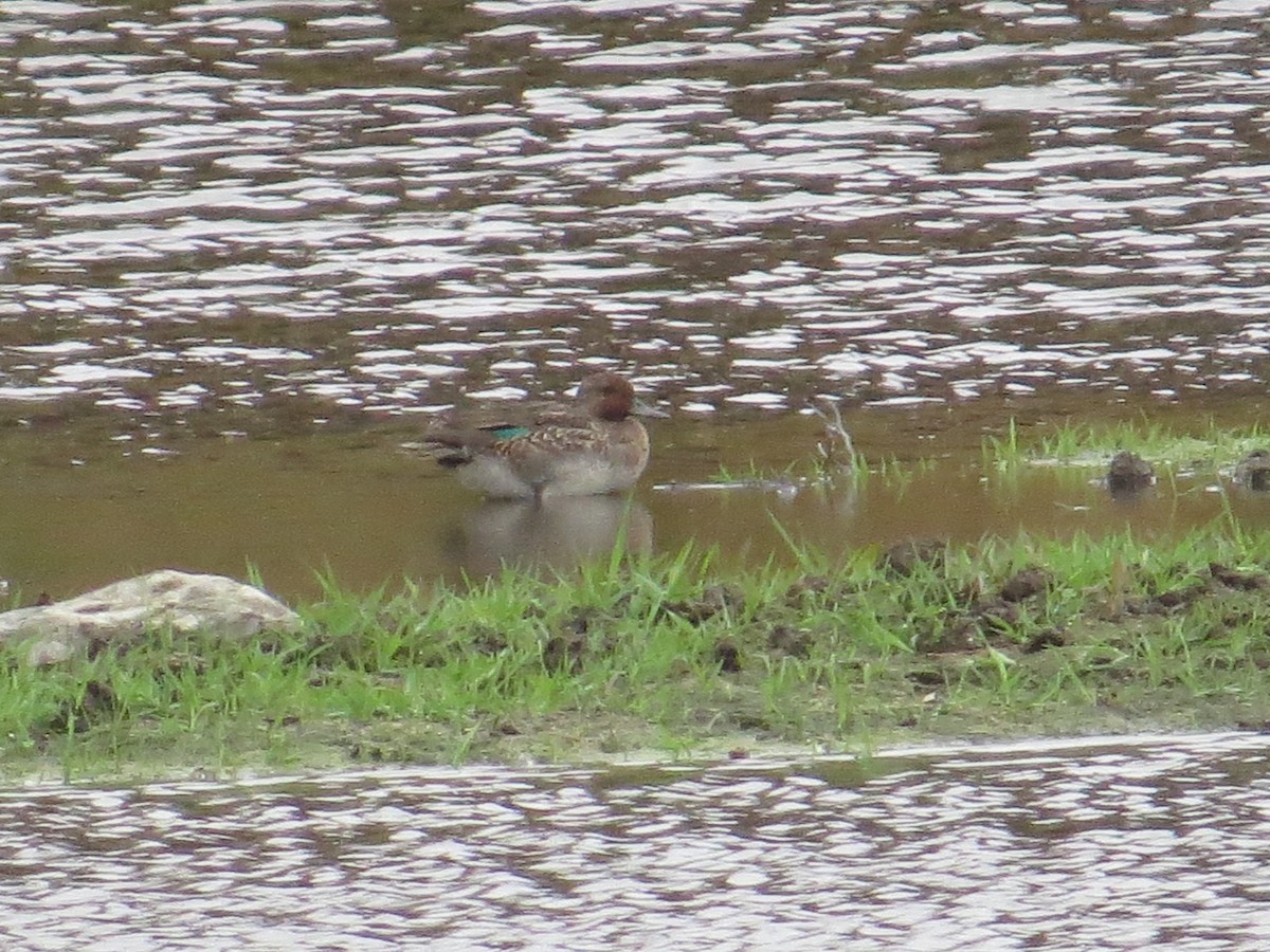 Green-winged Teal - ML38159831