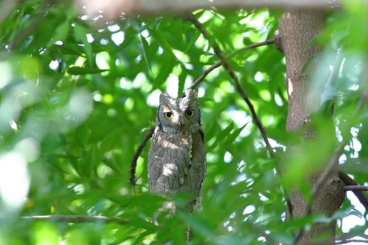 scops-owl sp. - Sadiq Baloch