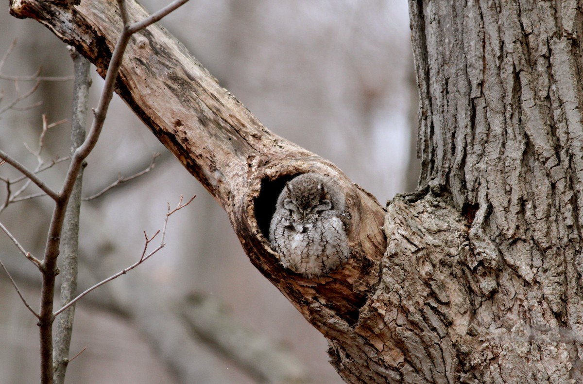 Eastern Screech-Owl (Northern) - Jay McGowan