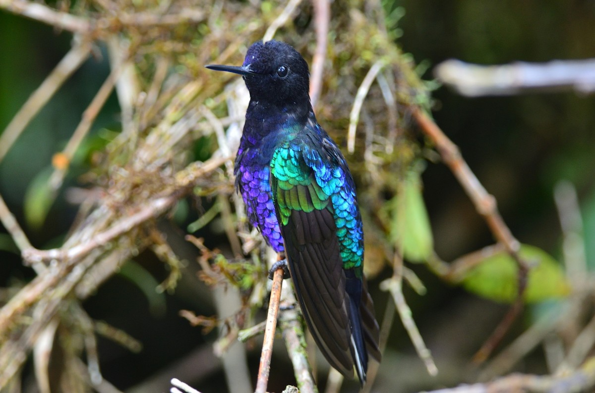 kolibřík hyacintový - ML381613491