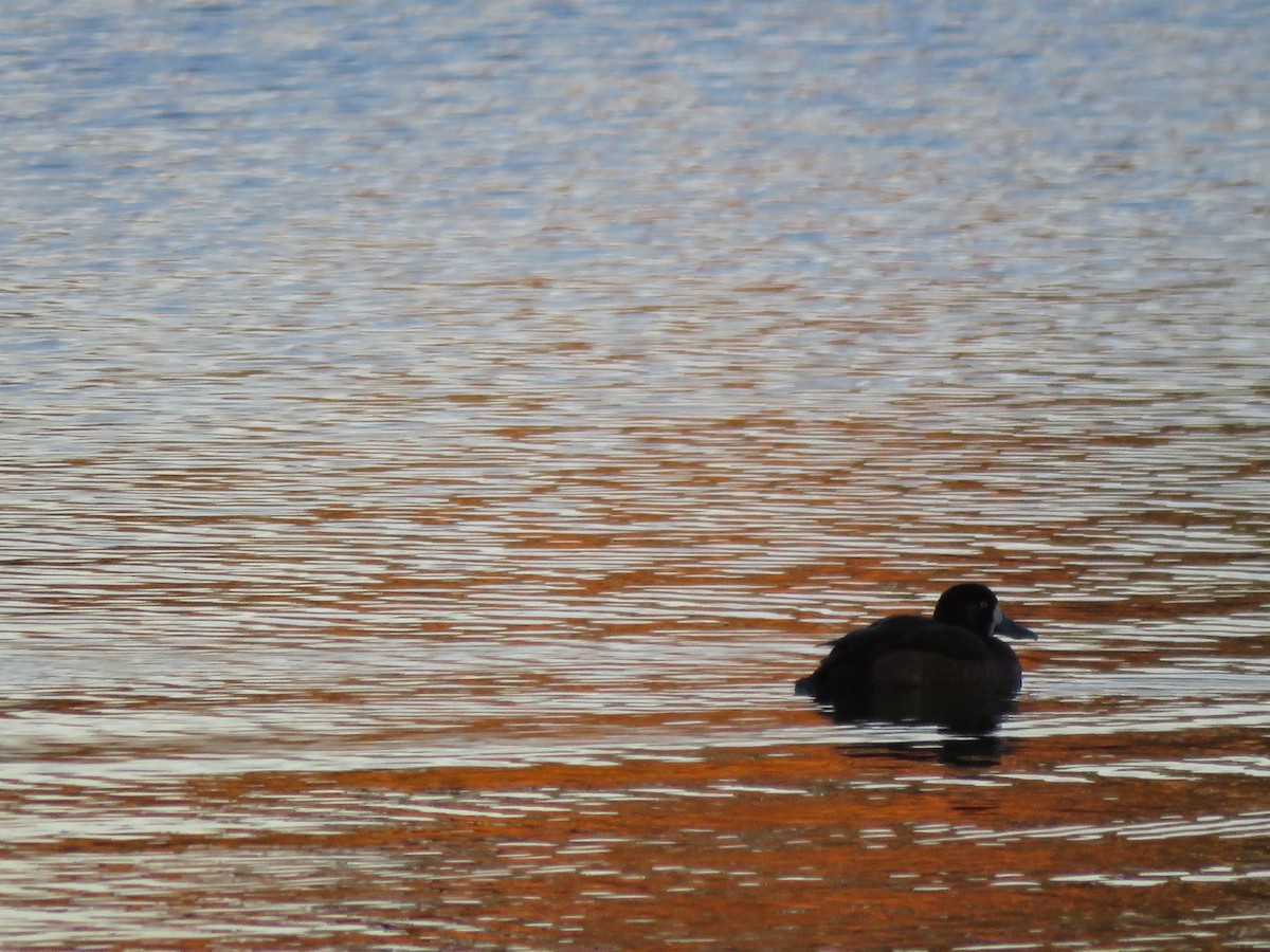 Greater Scaup - ML38161451