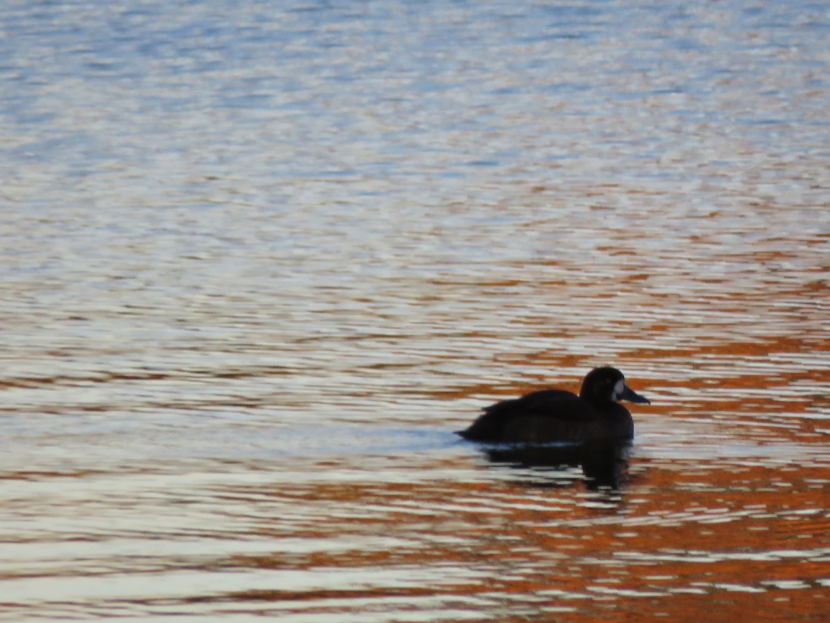 Greater Scaup - ML38161551