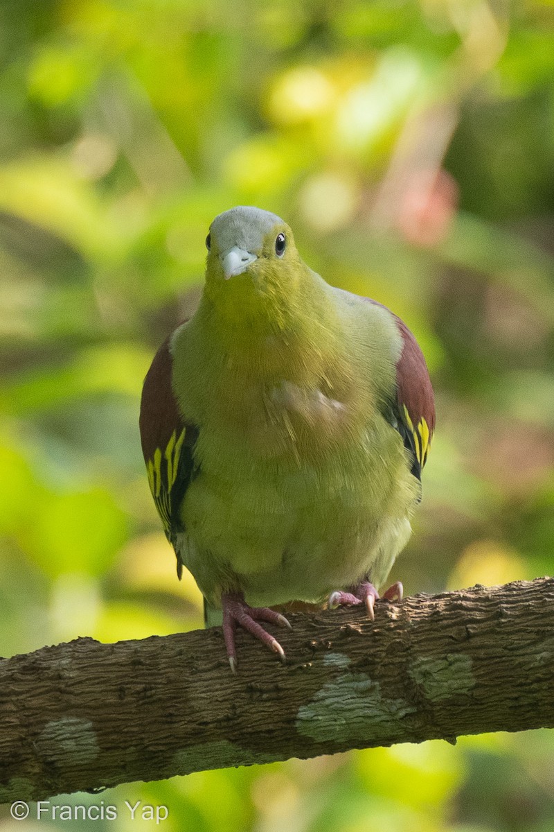 Ashy-headed Green-Pigeon - ML381623011