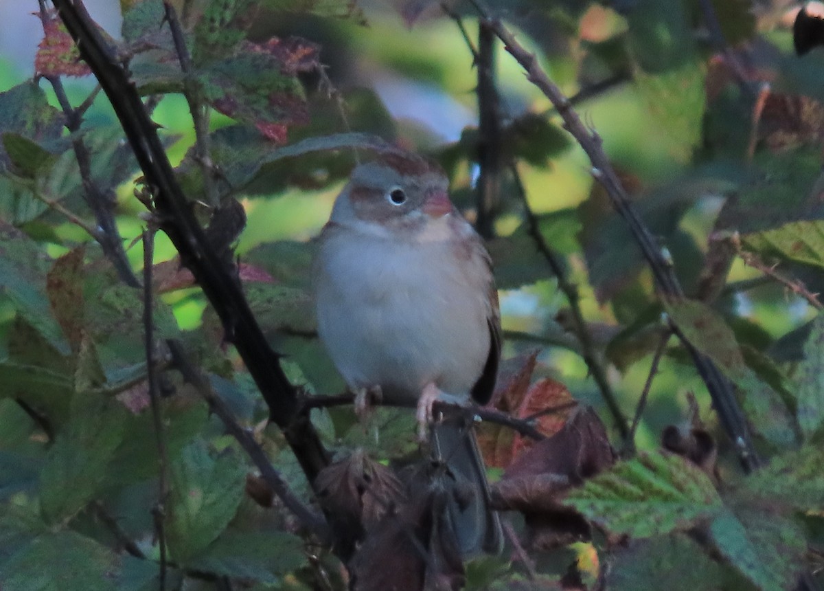 Field Sparrow - ML381623301