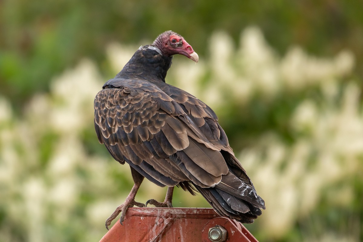 Turkey Vulture - Louis Bevier