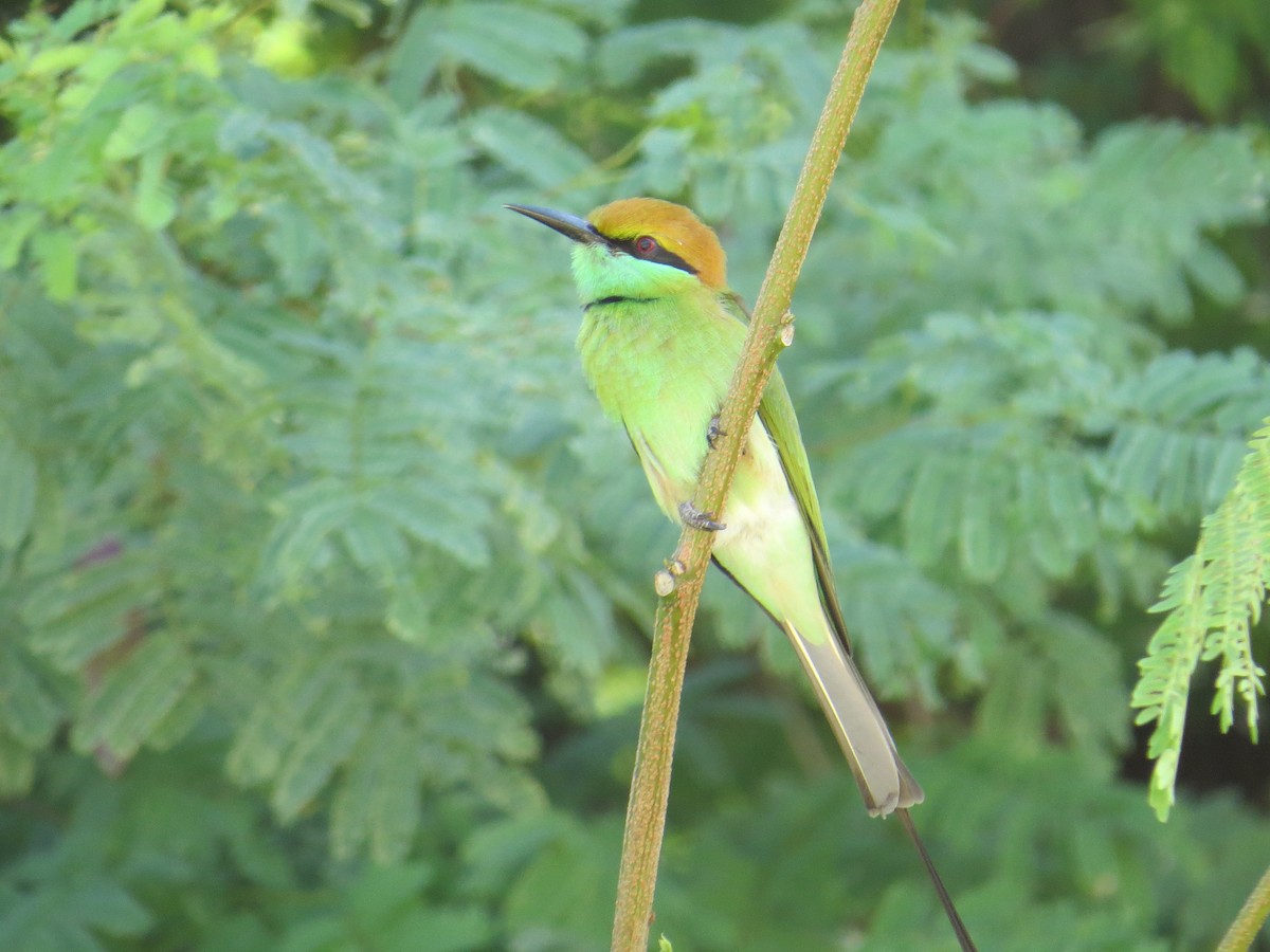 Asian Green Bee-eater - Henry Burton
