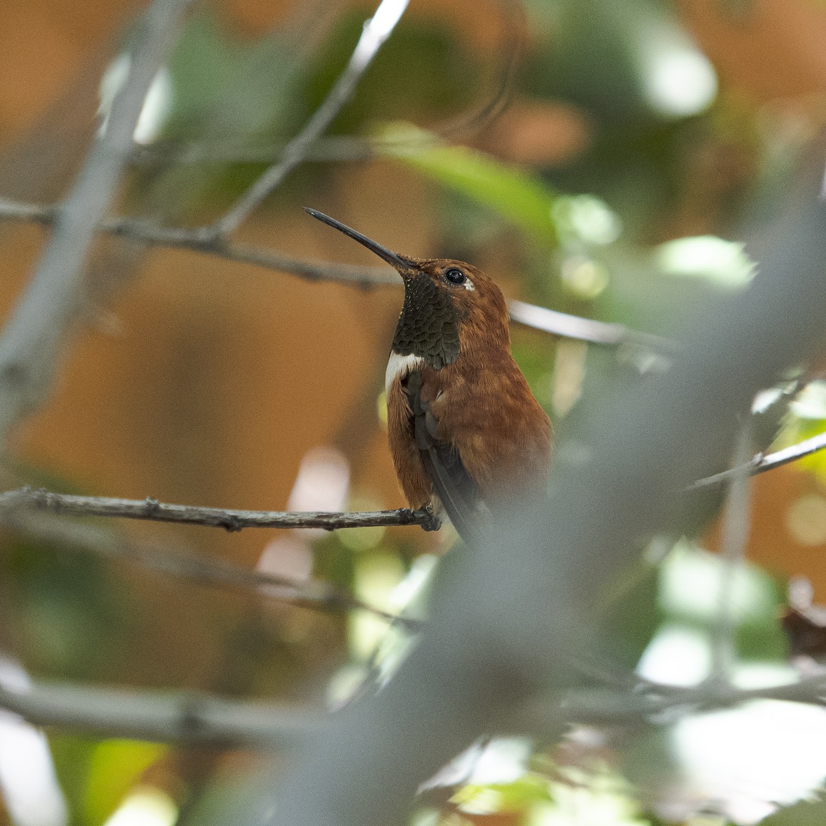 Rufous Hummingbird - ML381627181