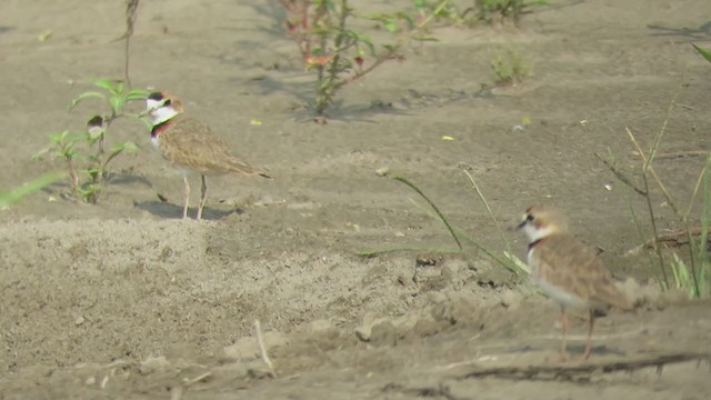 Collared Plover - ML381628801