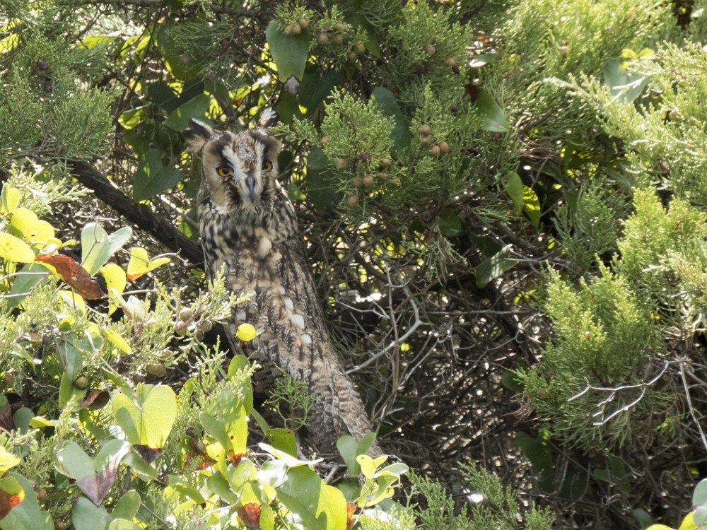 Long-eared Owl - ML38163261