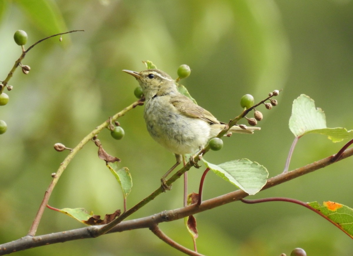 Tytler's Leaf Warbler - Puja Sharma