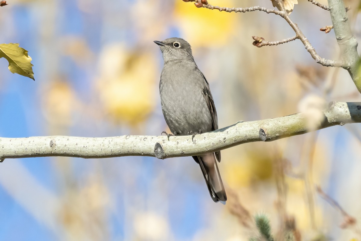 Townsend's Solitaire - Andrew Hart