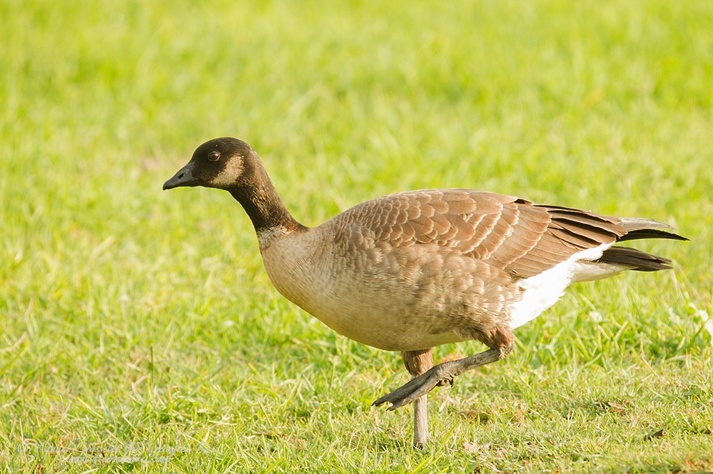 Cackling Goose (Aleutian) - manuel grosselet
