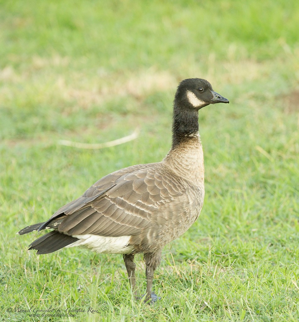 Cackling Goose (Aleutian) - manuel grosselet