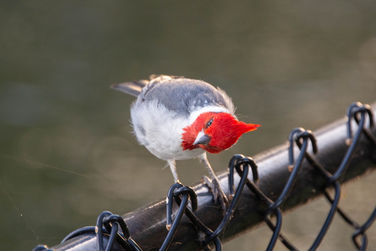Red-crested Cardinal - ML381646151