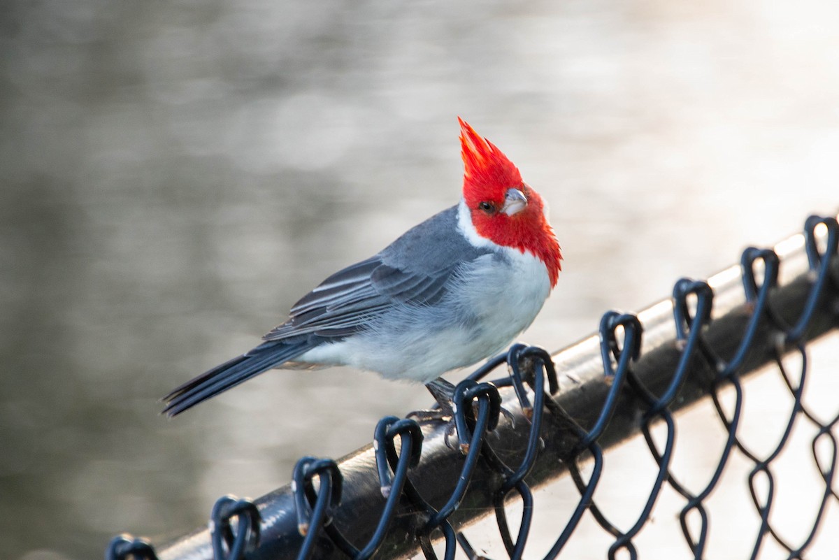 Red-crested Cardinal - ML381646161