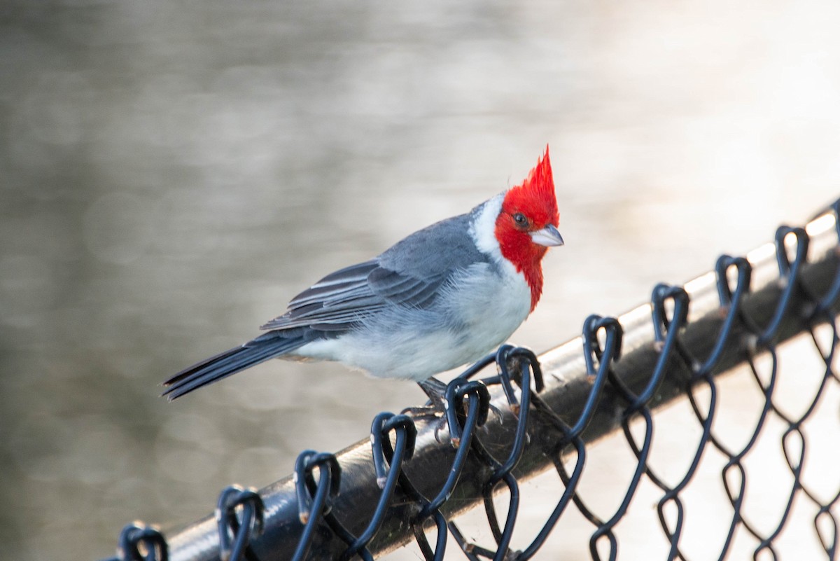 Red-crested Cardinal - ML381646171