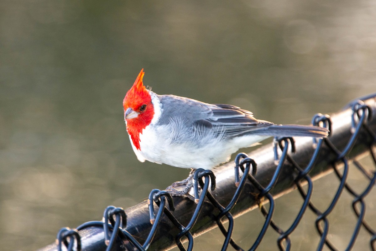 Red-crested Cardinal - ML381646181