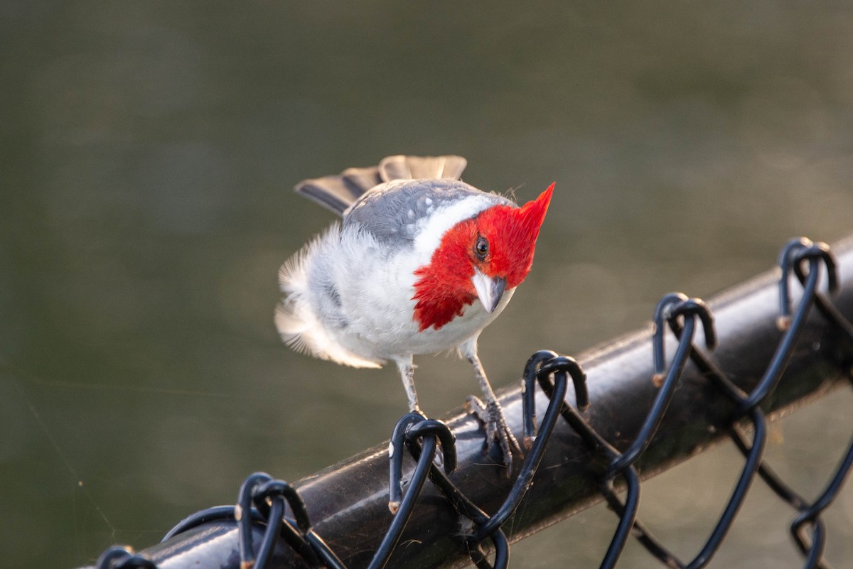 Red-crested Cardinal - Josh Blackmon