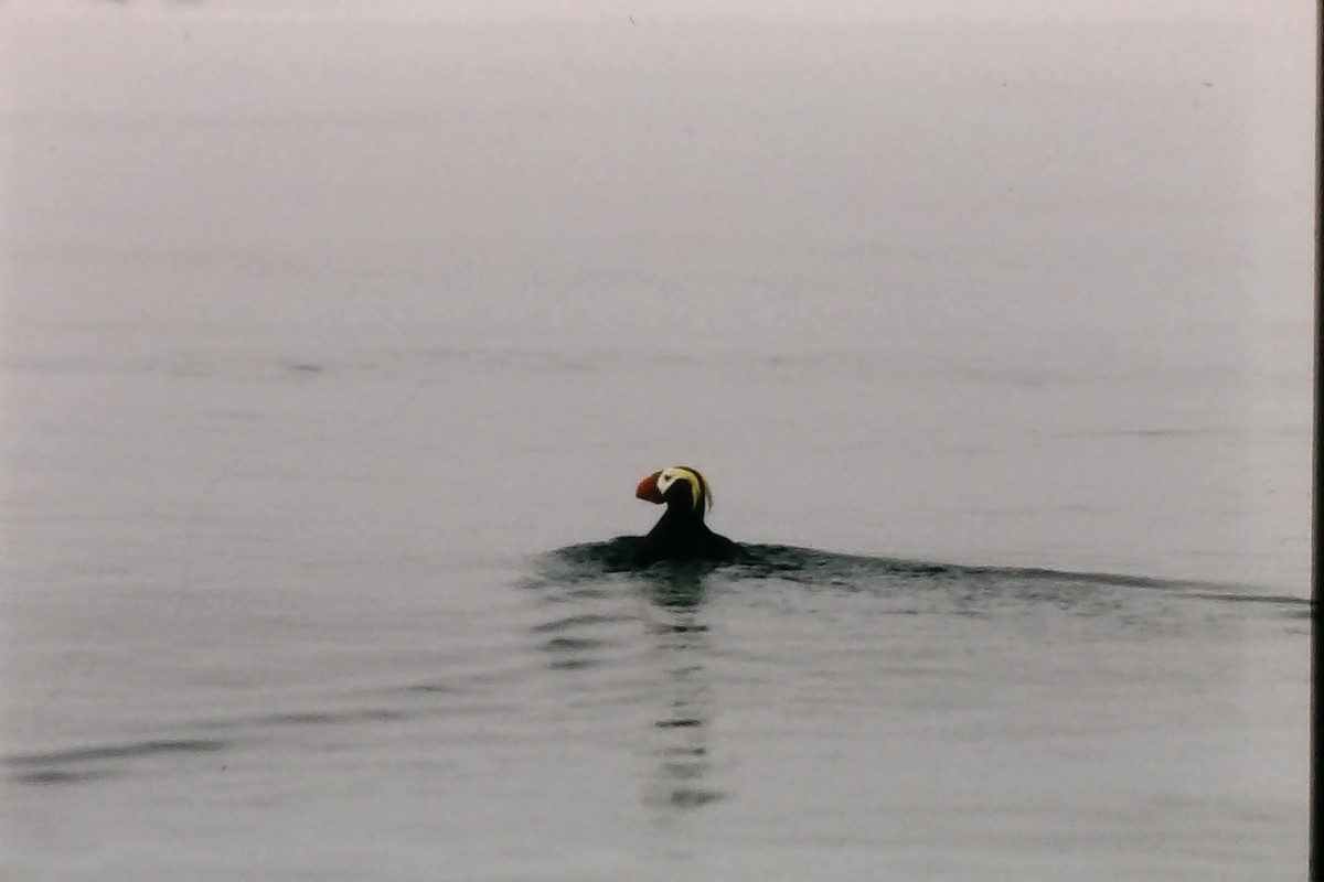 Tufted Puffin - ML381652621