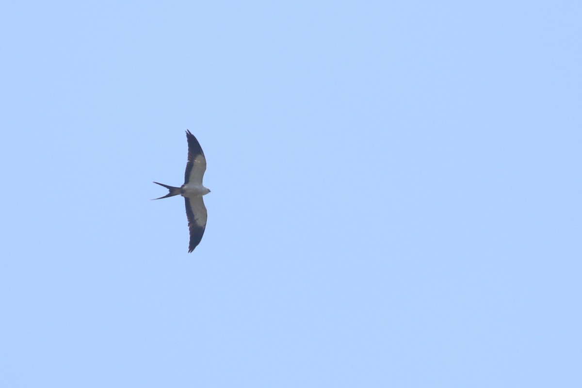 Swallow-tailed Kite - Daniel Branch