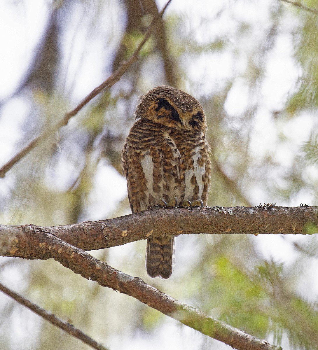 Collared Owlet - Peter Candido
