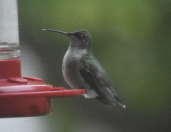 Ruby-throated Hummingbird - ML381664111