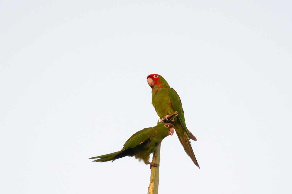 Red-masked Parakeet - ML381666641