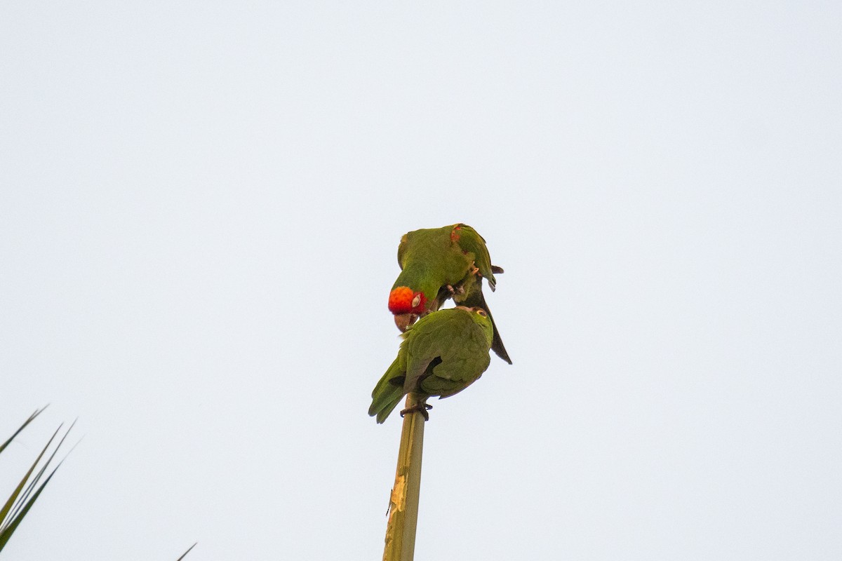 Red-masked Parakeet - ML381666661