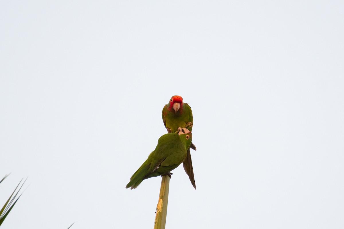 Red-masked Parakeet - ML381666671