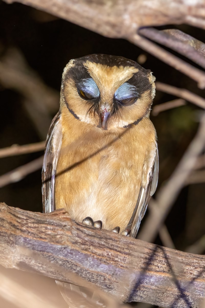 Buff-fronted Owl - ML381671581