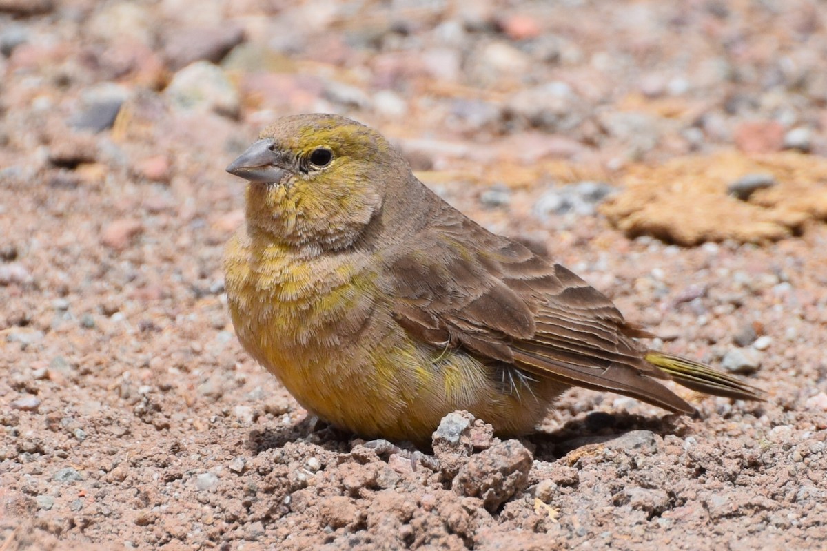 Greater Yellow-Finch - ML38168011