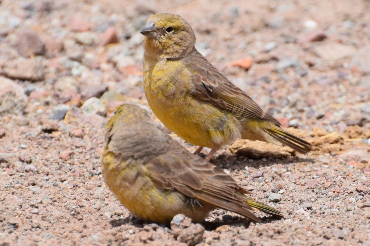 Greater Yellow-Finch - Gabriele Vallejos