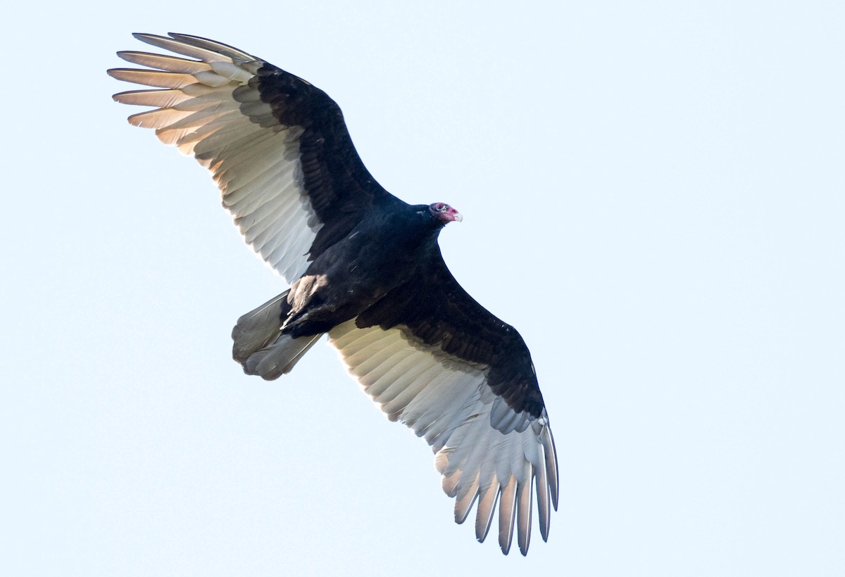 Turkey Vulture - Erik Nielsen