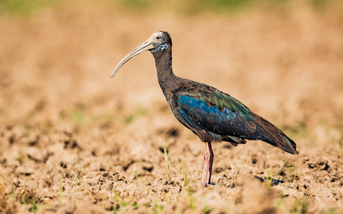 ibis bradavičnatý - ML381684821