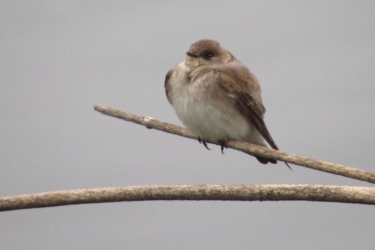 Northern Rough-winged Swallow - ML38168771