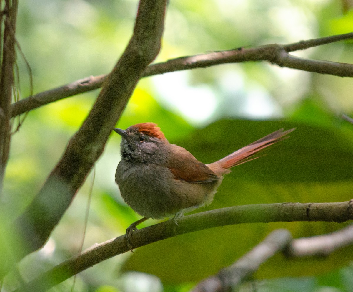Sooty-fronted Spinetail - ML381695241