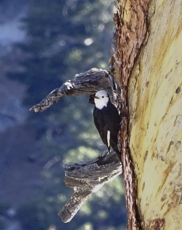 White-headed Woodpecker - ML38169531