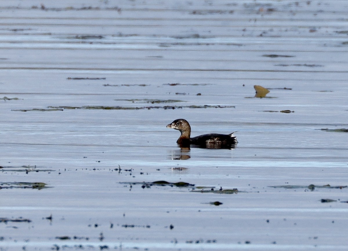 Pied-billed Grebe - Ron Bussian