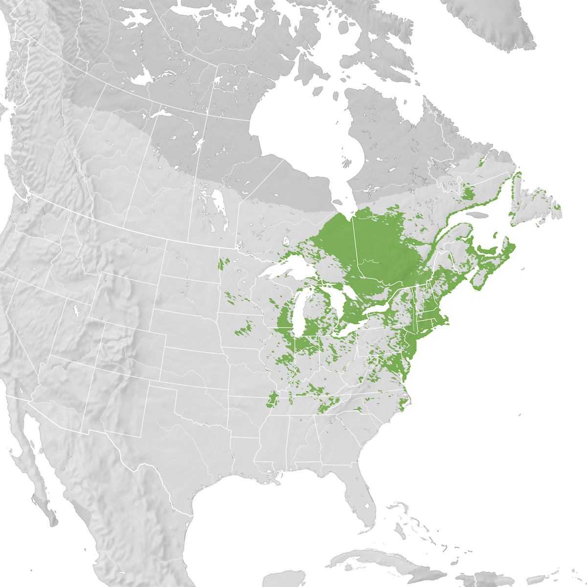 American Black Duck Range map Prebreeding migration eBird Status