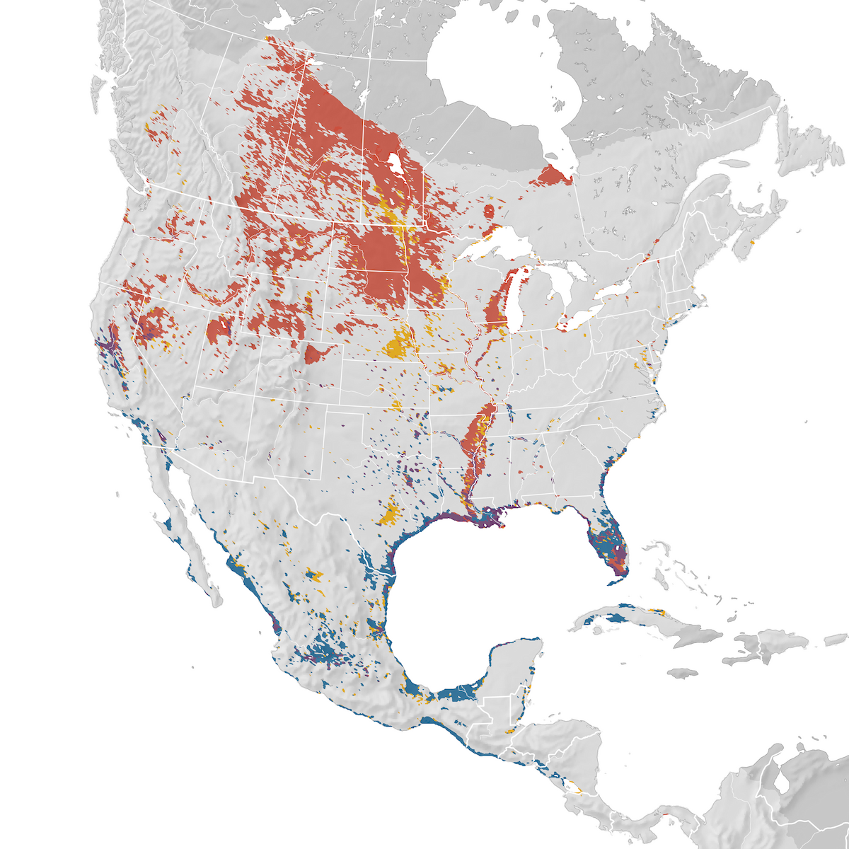 American White Pelican - Range map - eBird Status and Trends