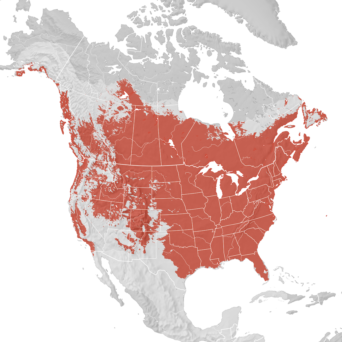 American Crow - Range map: Breeding - eBird Status and Trends