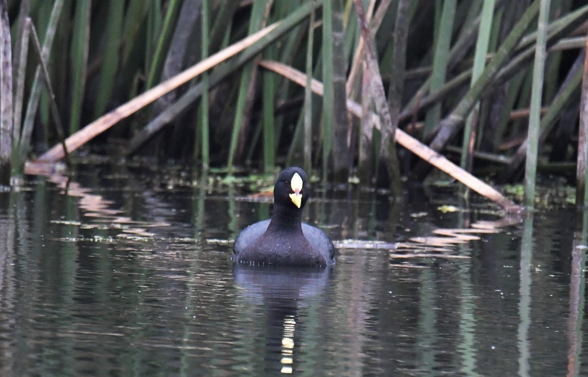 White-winged Coot - ML381706141