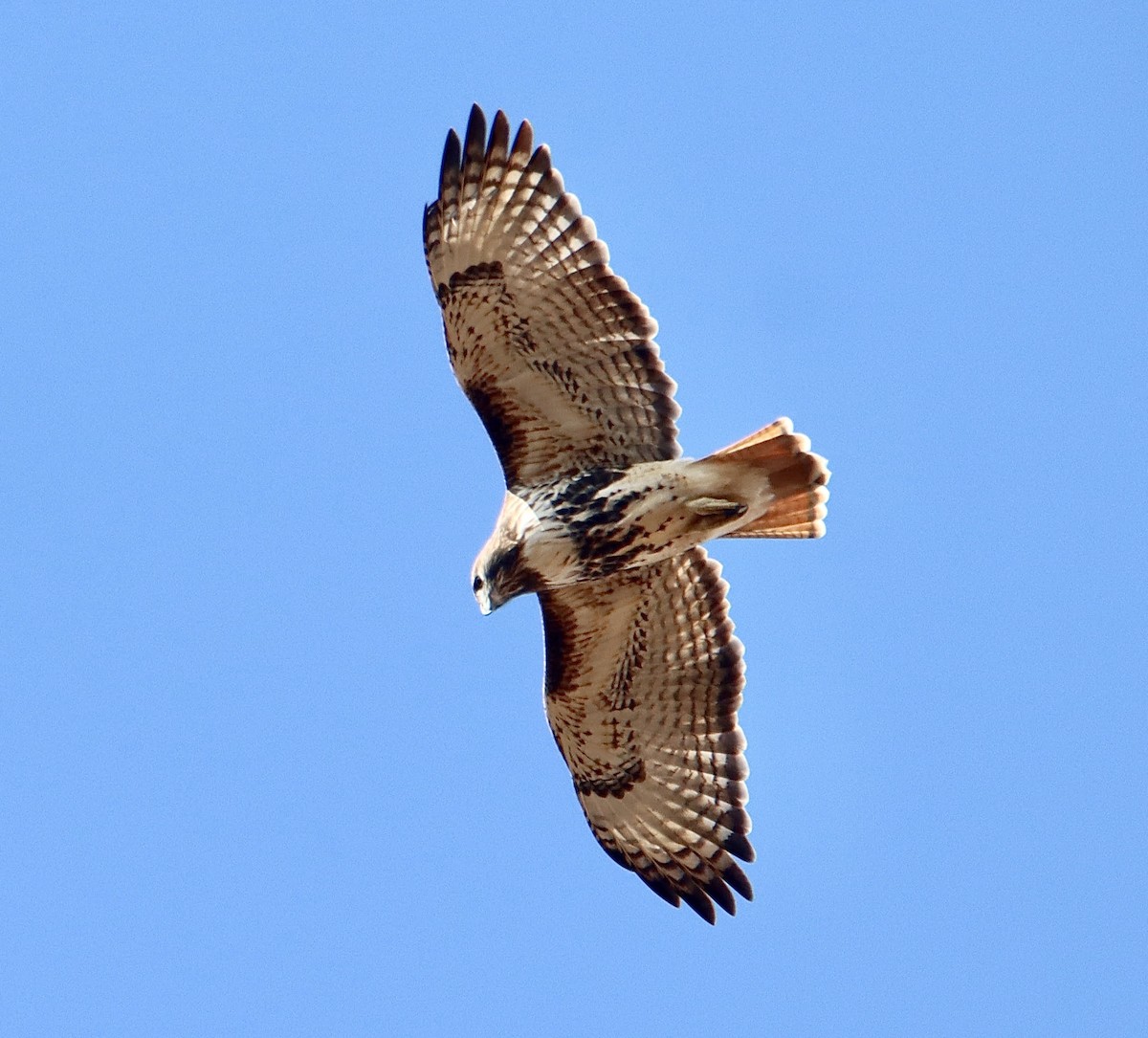 Red-tailed Hawk - ML381707891