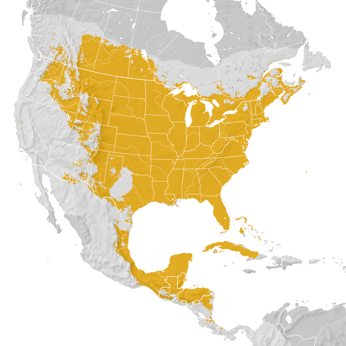 Gray Catbird Range map Postbreeding migration eBird Status and Trends