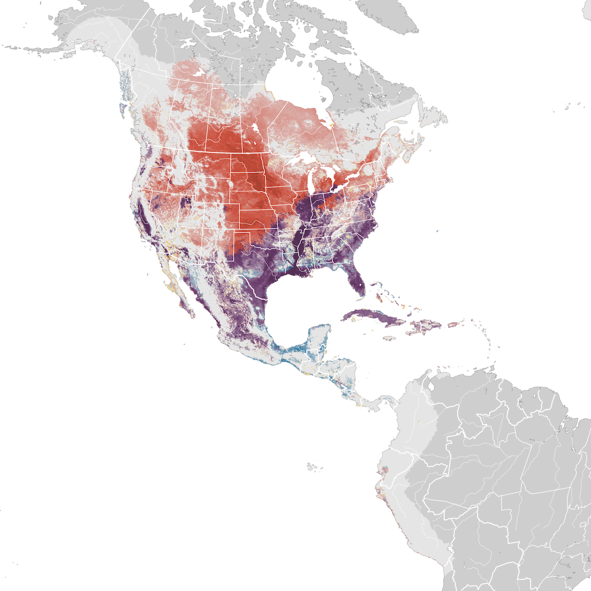 Killdeer Abundance map eBird Status and Trends